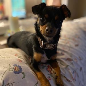 Meet your Posher, Alice